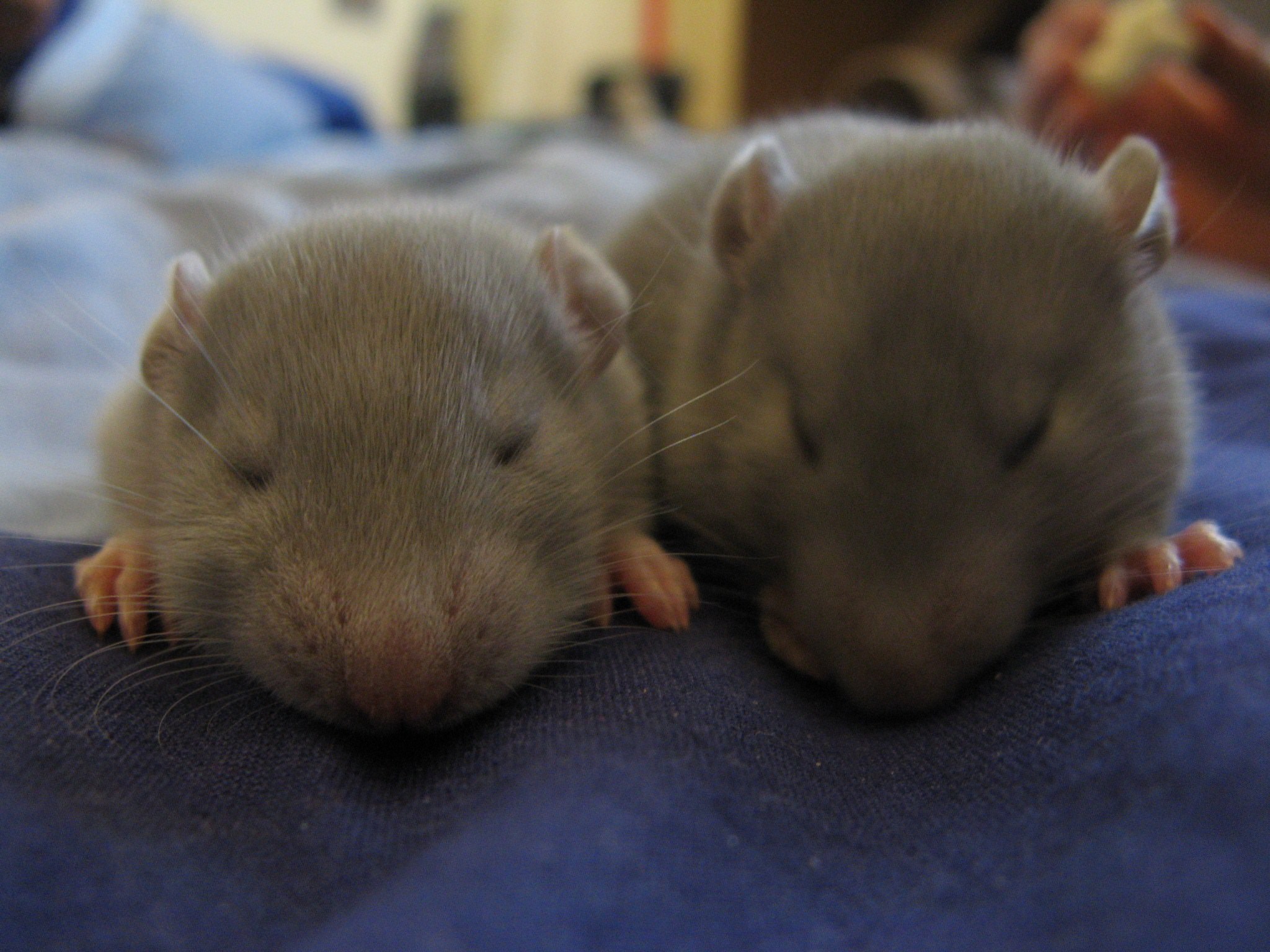 Rats 2 petits rats de 2 semaines =)
