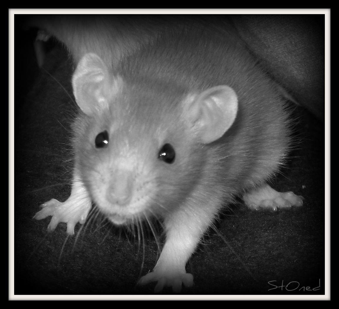 Rats Mystic!