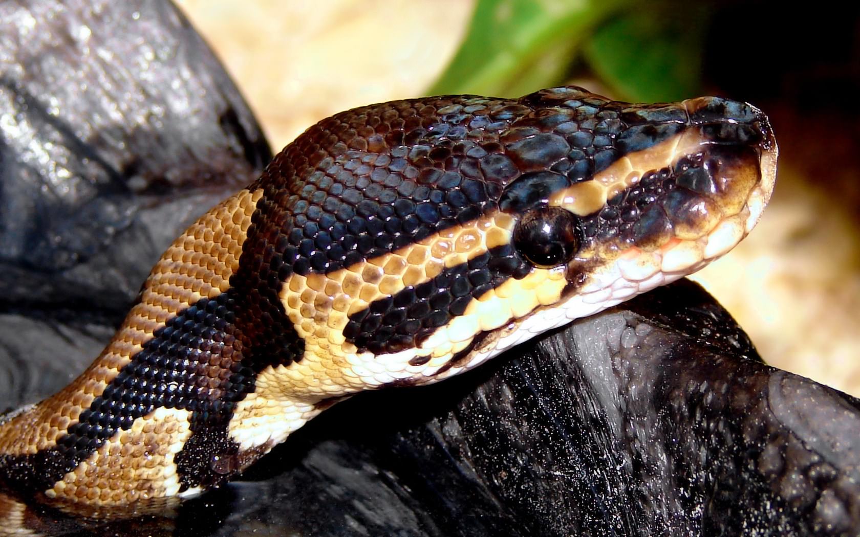 Serpents Python Royal