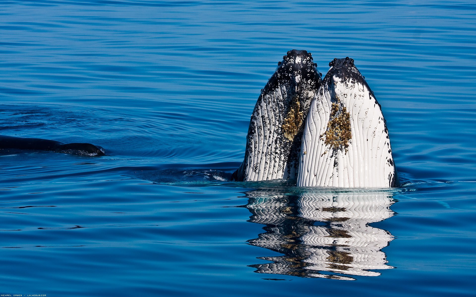Baleines et Cachalots La baleine à bosse pointe le bout de son nez