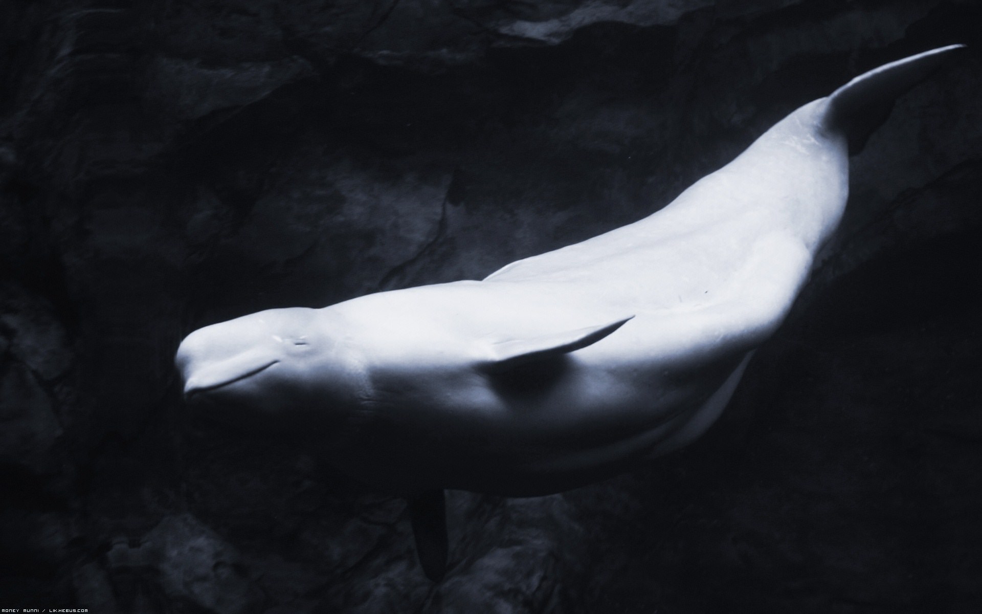 Belugas Fantôme des mers