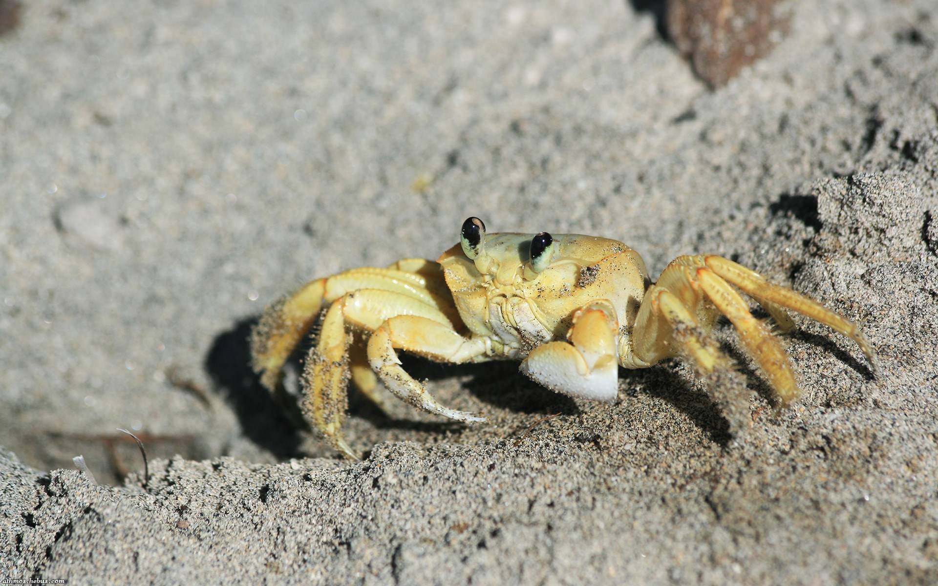 Crustaces Gros plan d'un petit crabe