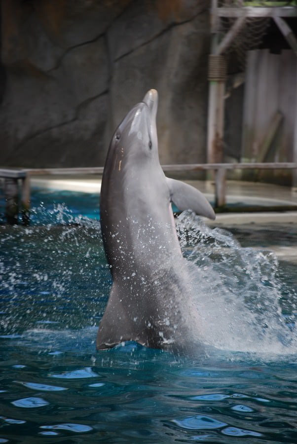 Dauphins Spectacle de dauphin du dolphinarium