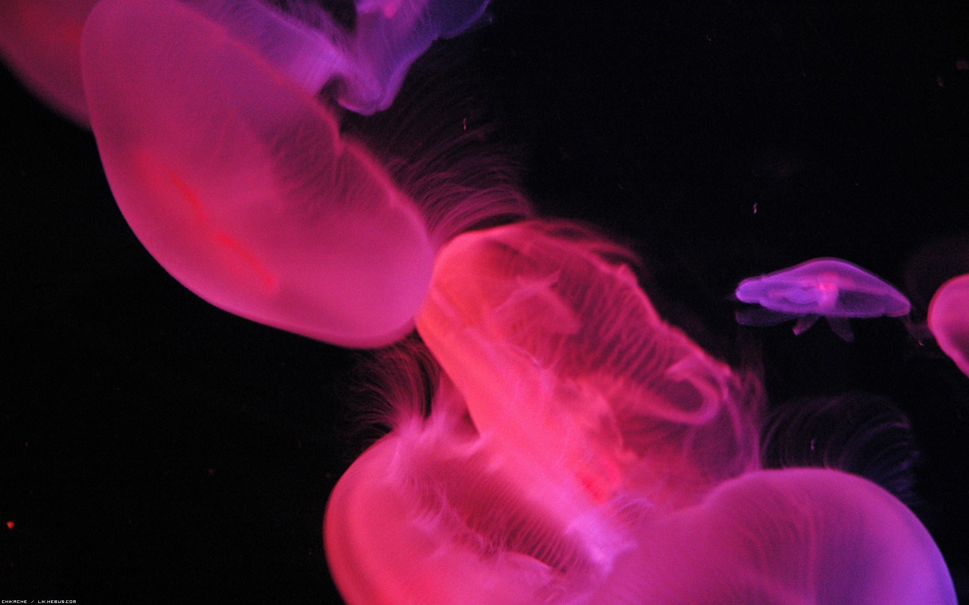 Meduses Méduses colorées