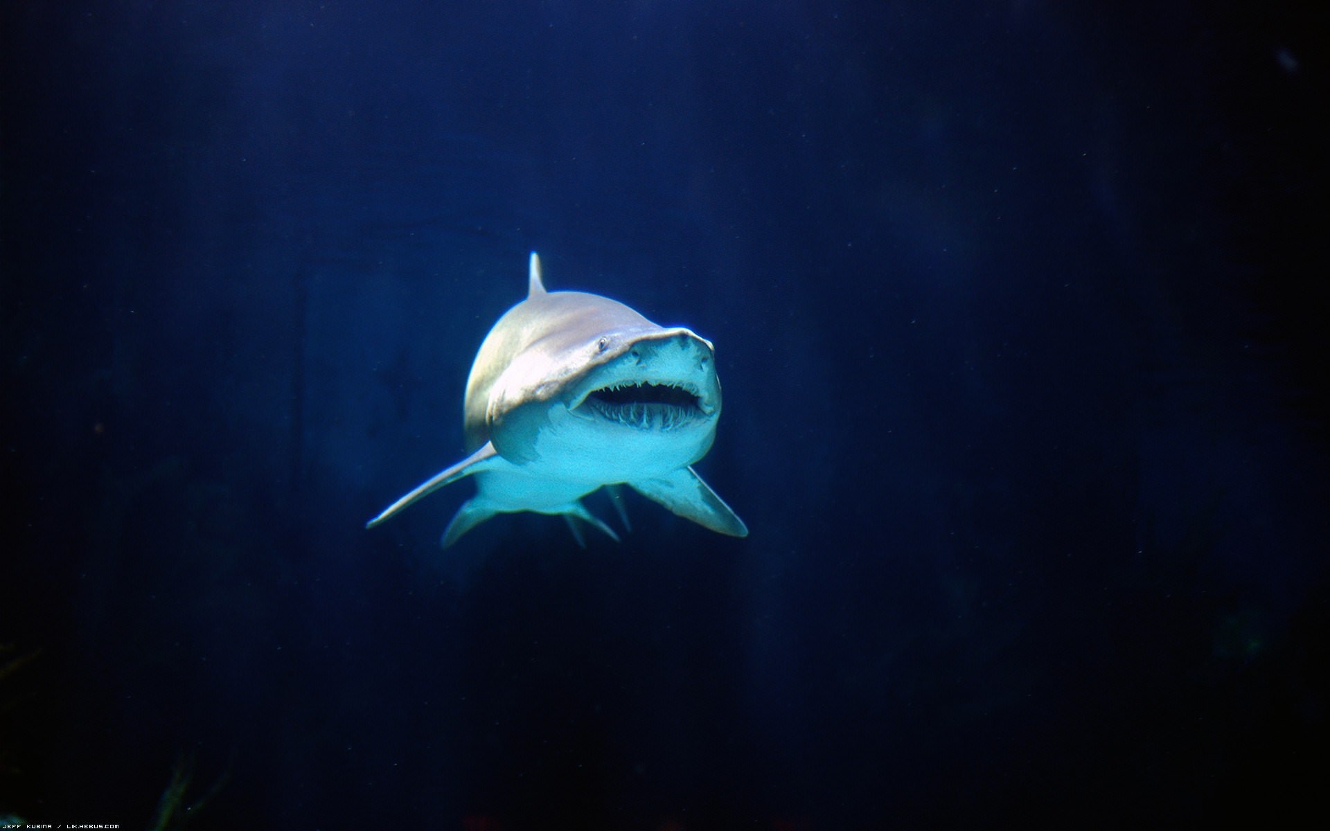 Requins Jolie dentition