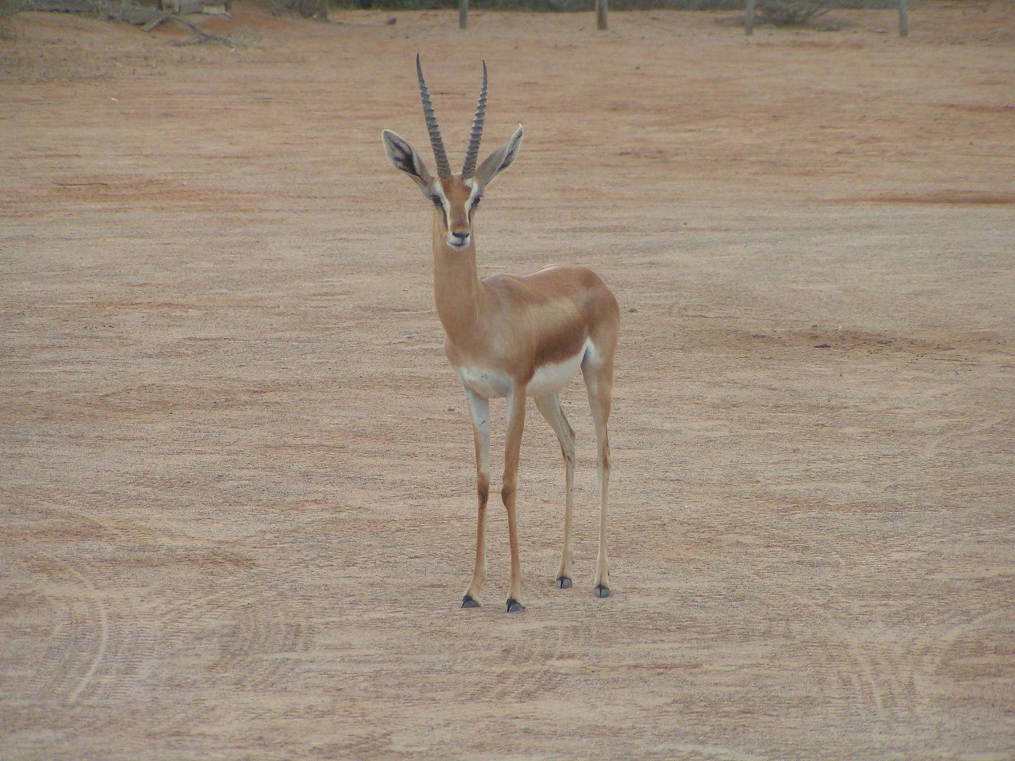 Antilopes antilope a djibouti