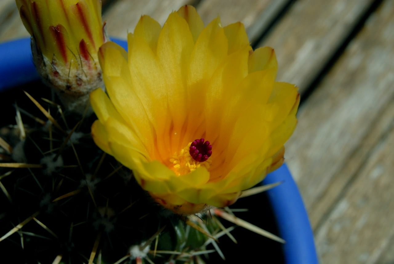 Cactus cactus en fleur