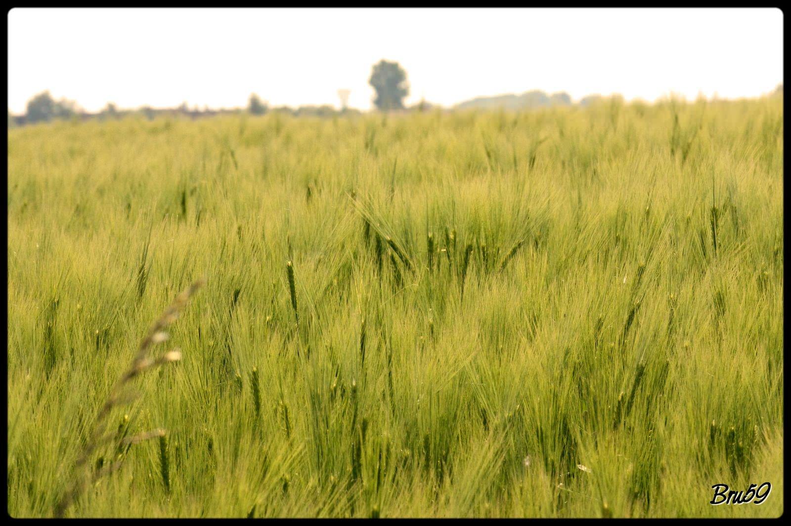 Champs et Prairies Jeune champ de blé