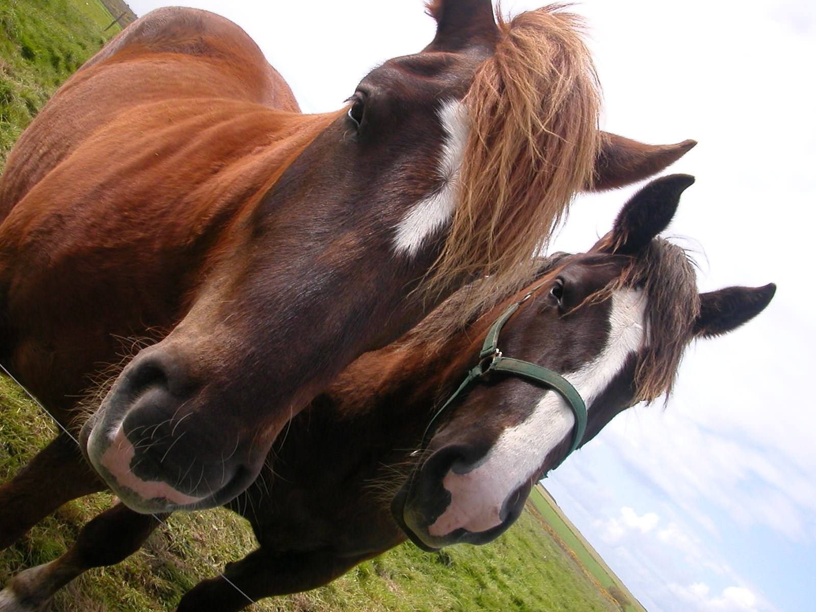 Chevaux Deux chevaux en Bretagne