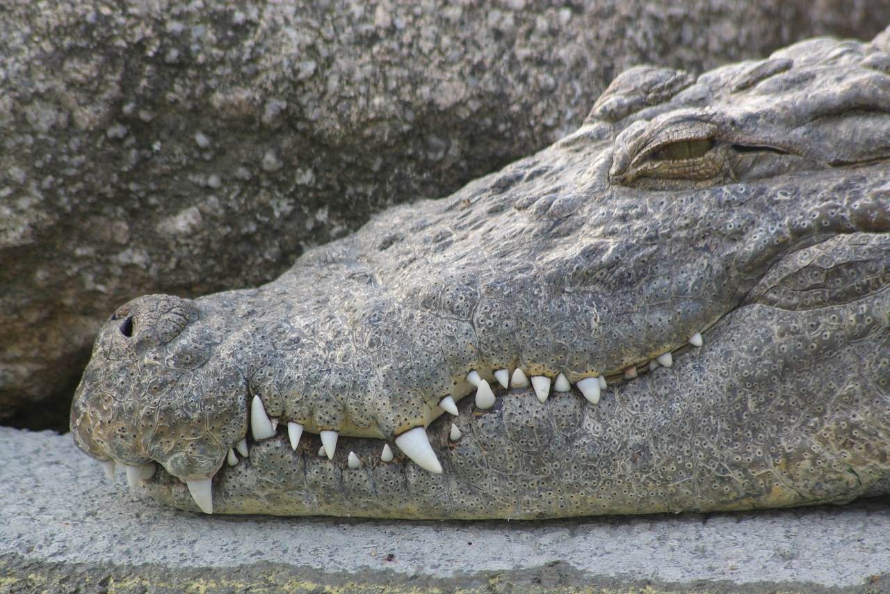Crocodiles et Alligators Wallpaper N°247106