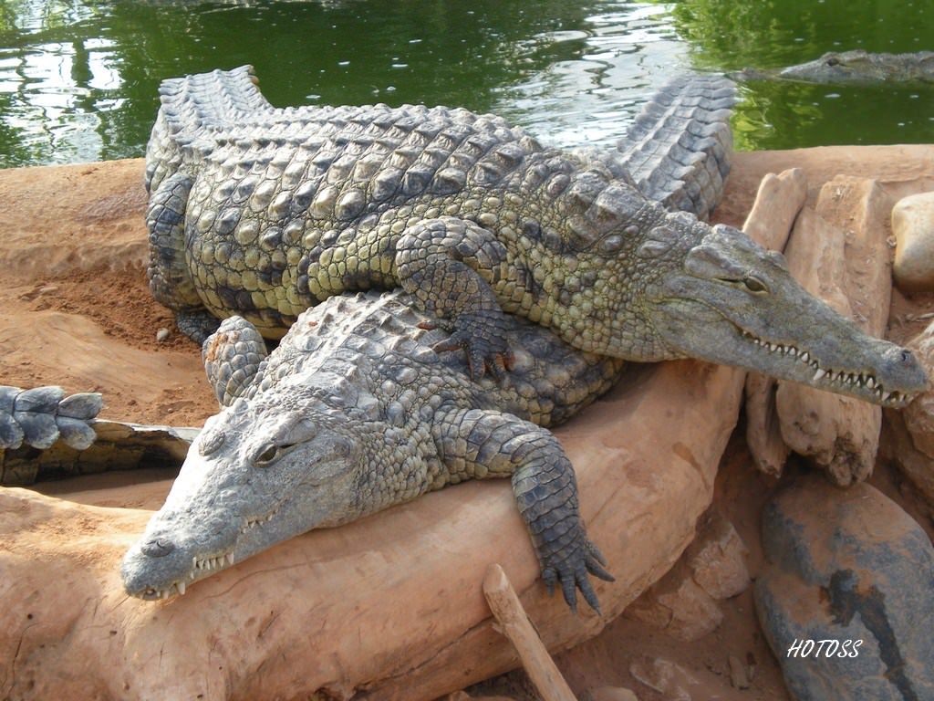 Crocodiles et Alligators Crocodile