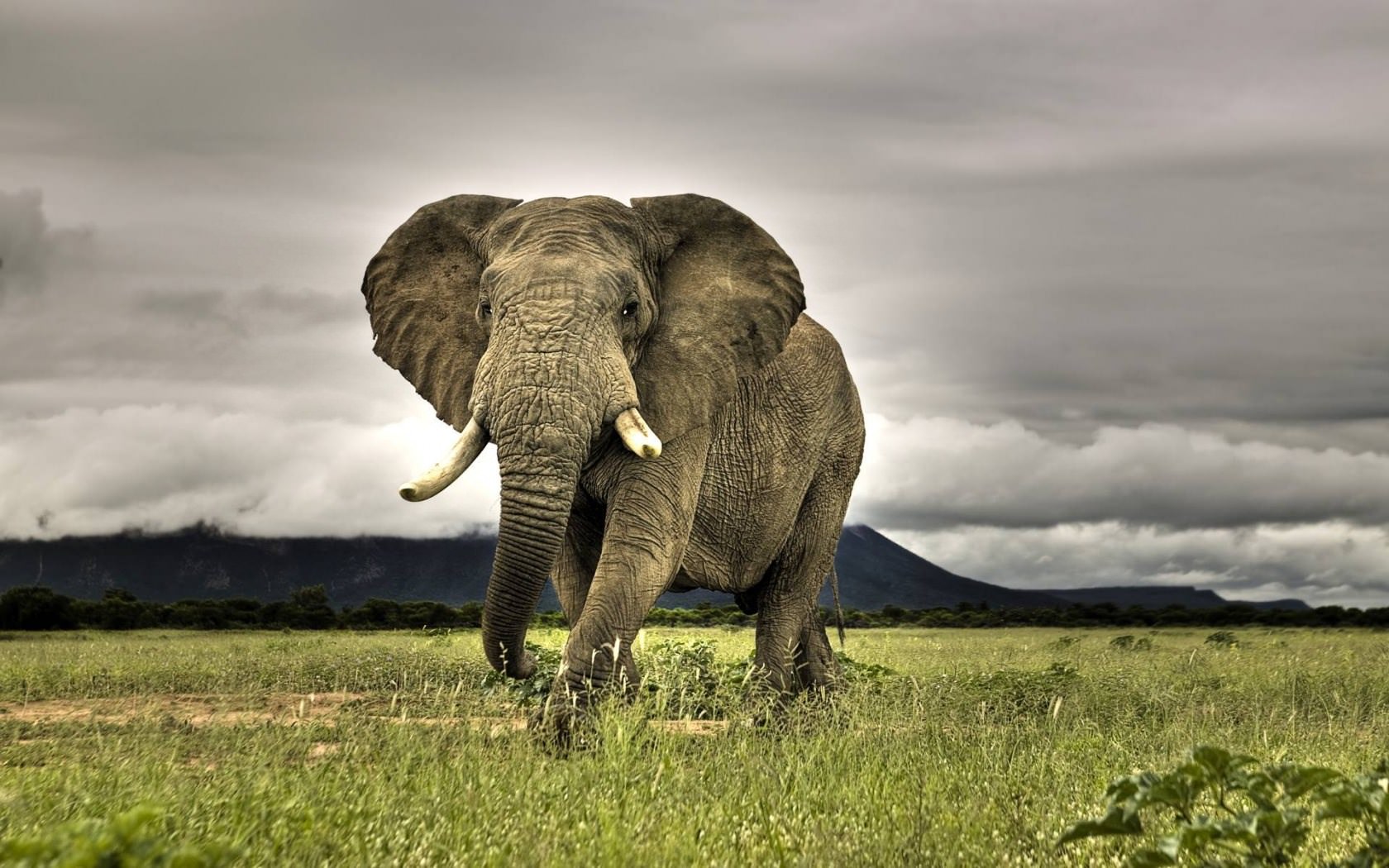 Elephants Eléphants