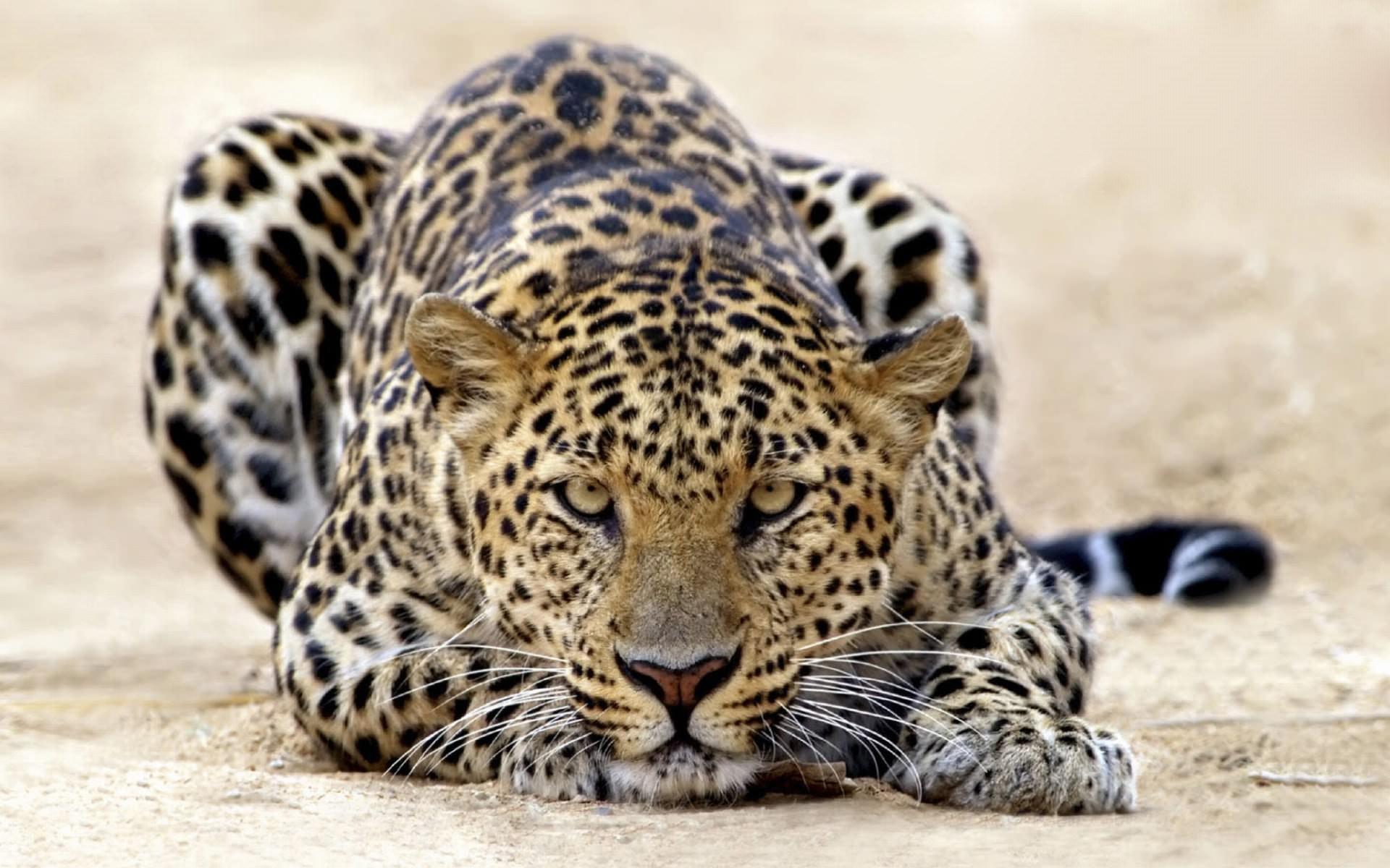 Leopards Chasseur de proies faciles...