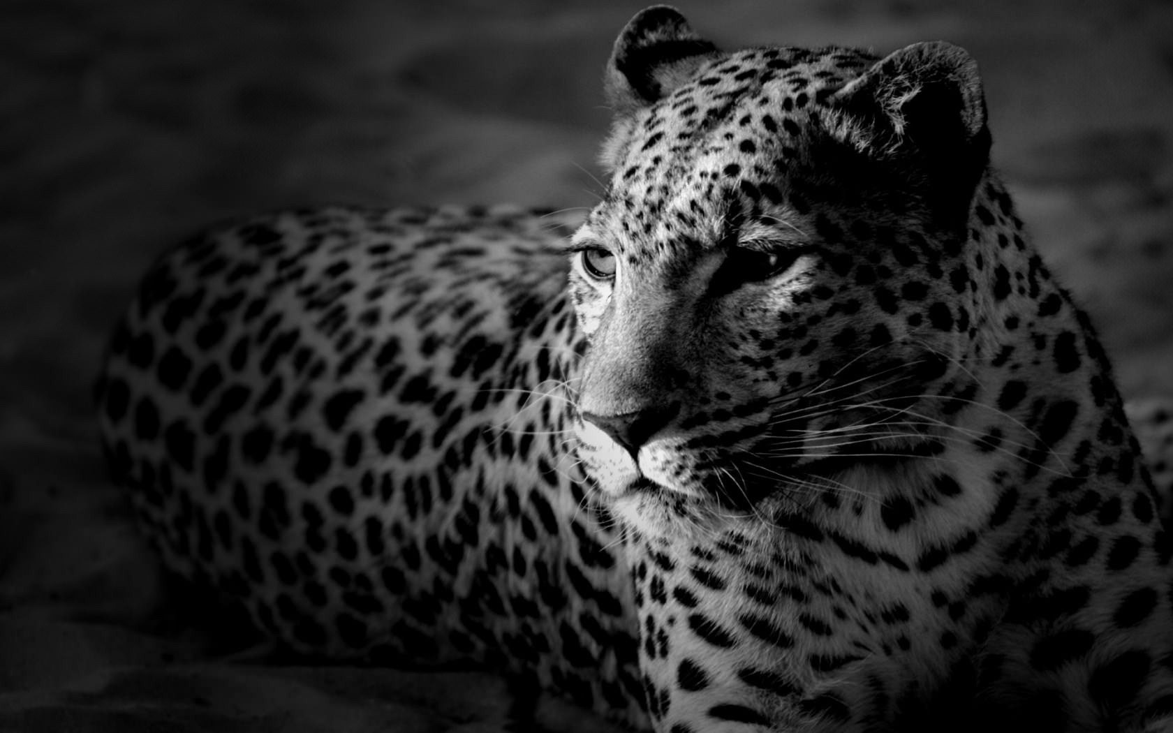 Leopards Comportement mitigé...
