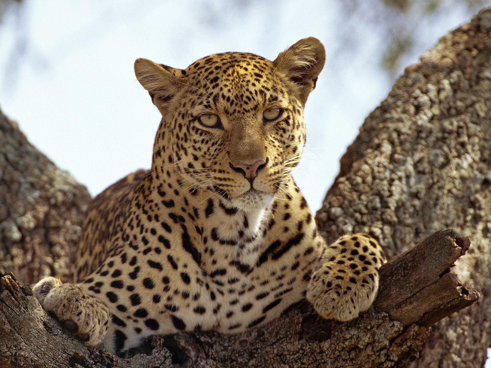 Leopards Un animal dans la savane...