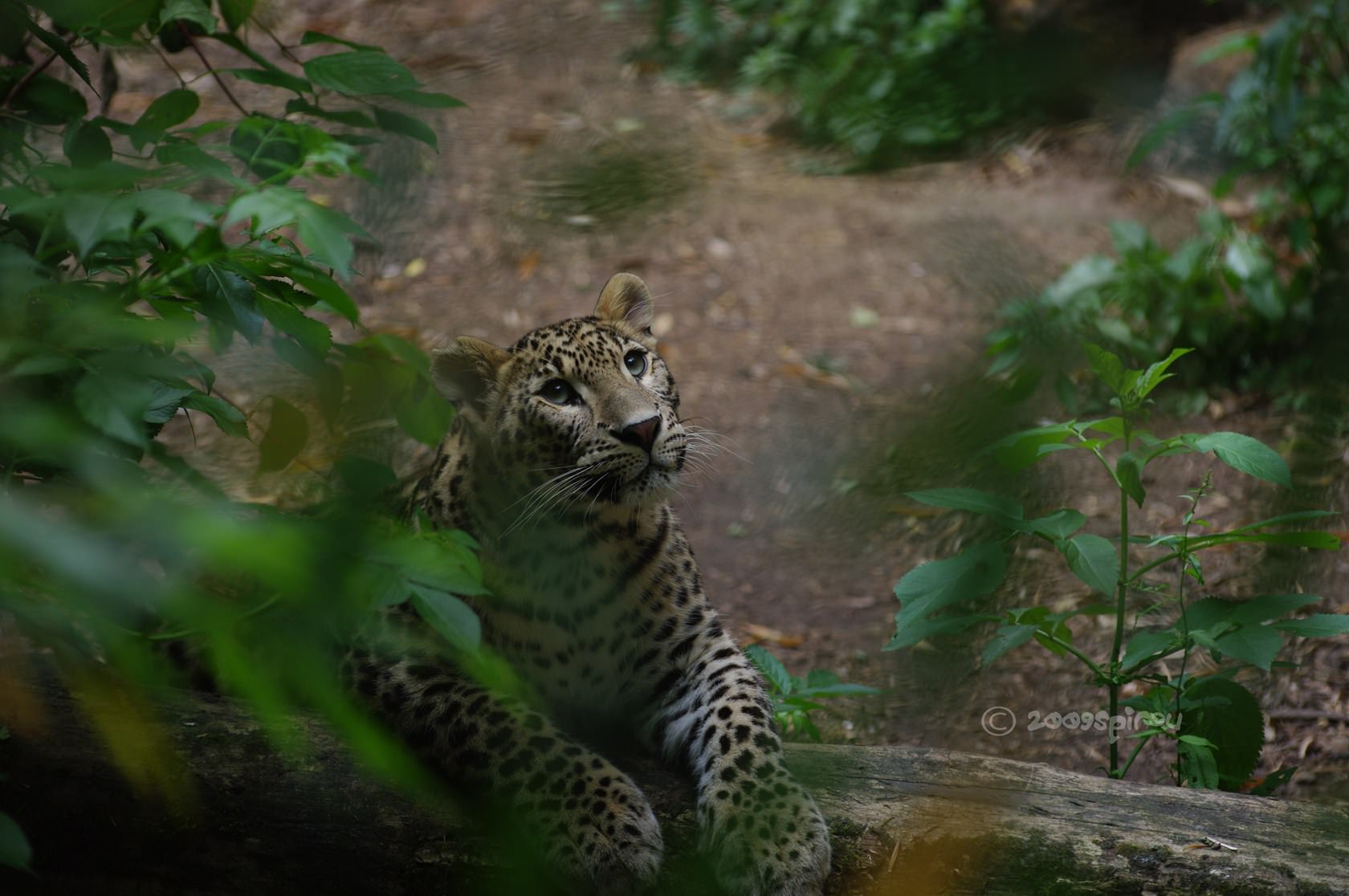 Leopards léopard