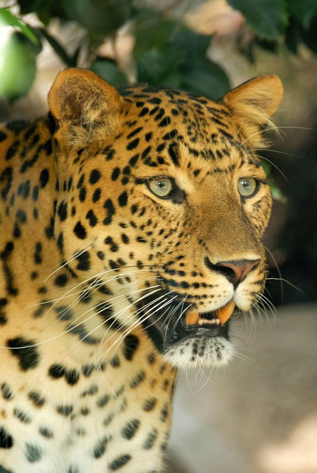 Leopards Tigre