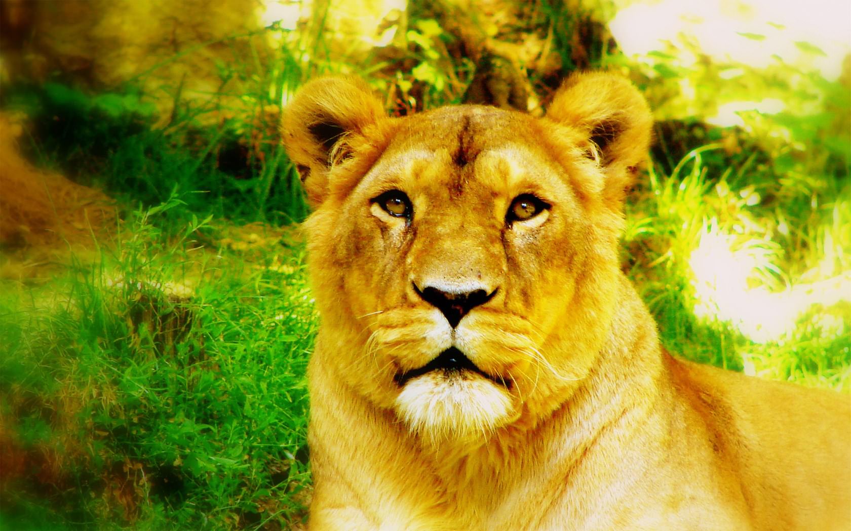 Lions Sweet Lion
