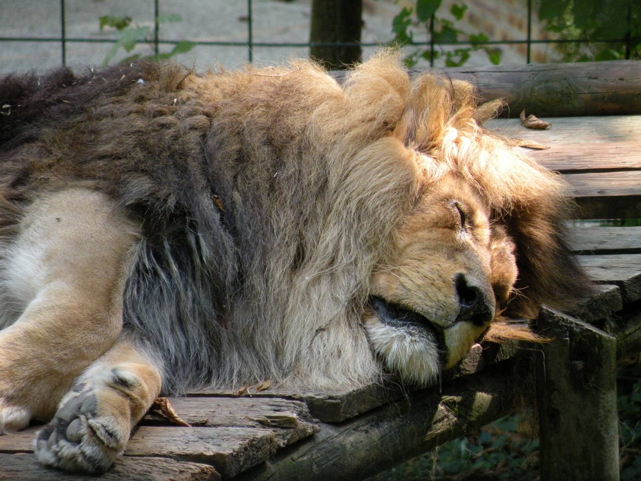 Lions Lion