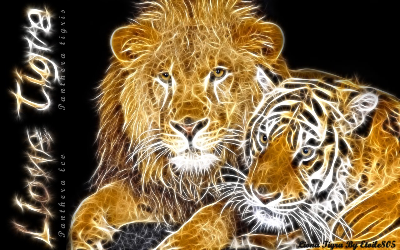 Lions Liona Tigra