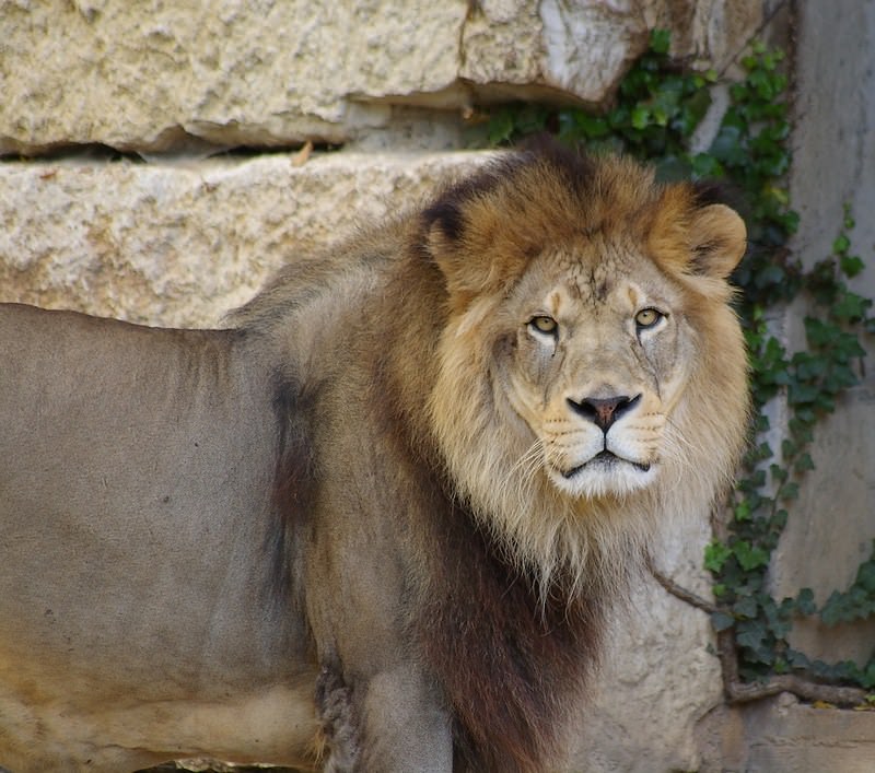 Lions lion de l'atlas