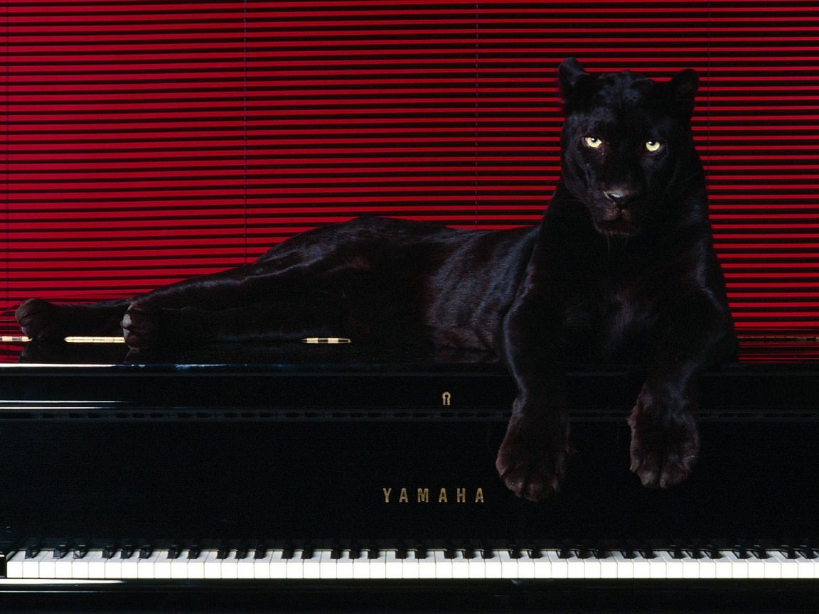 Pantheres noires panther on piano