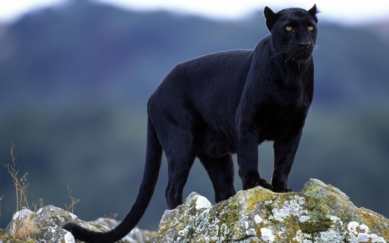Pantheres noires Au sommet de l'agilité