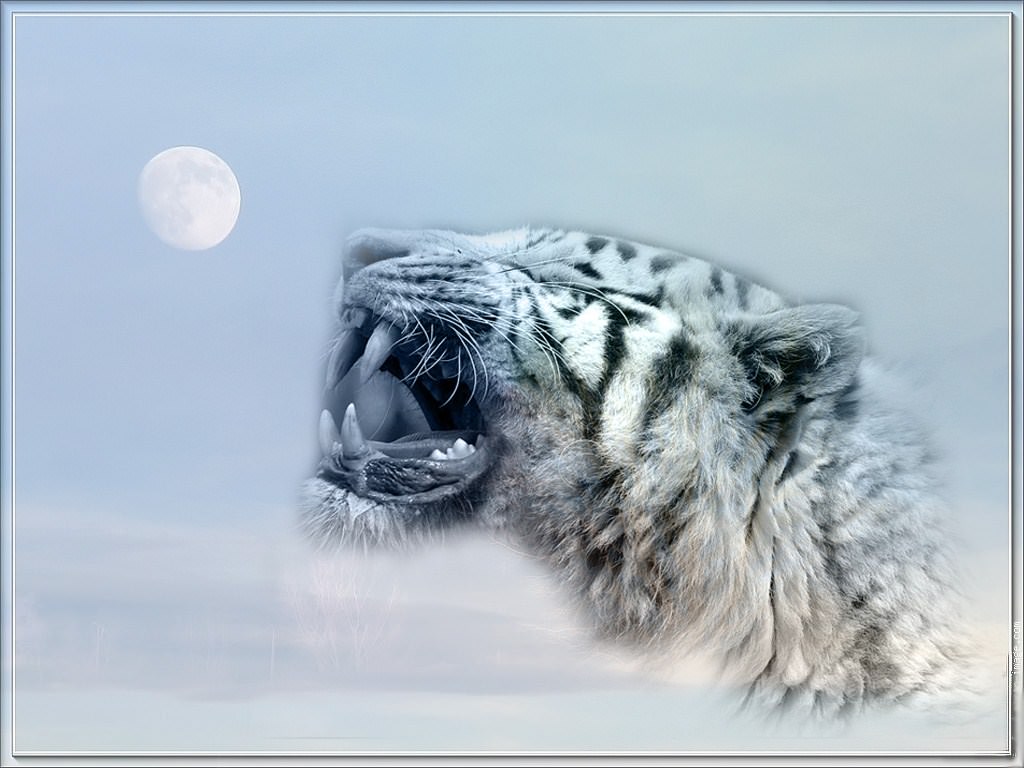 Tigres tigre lune