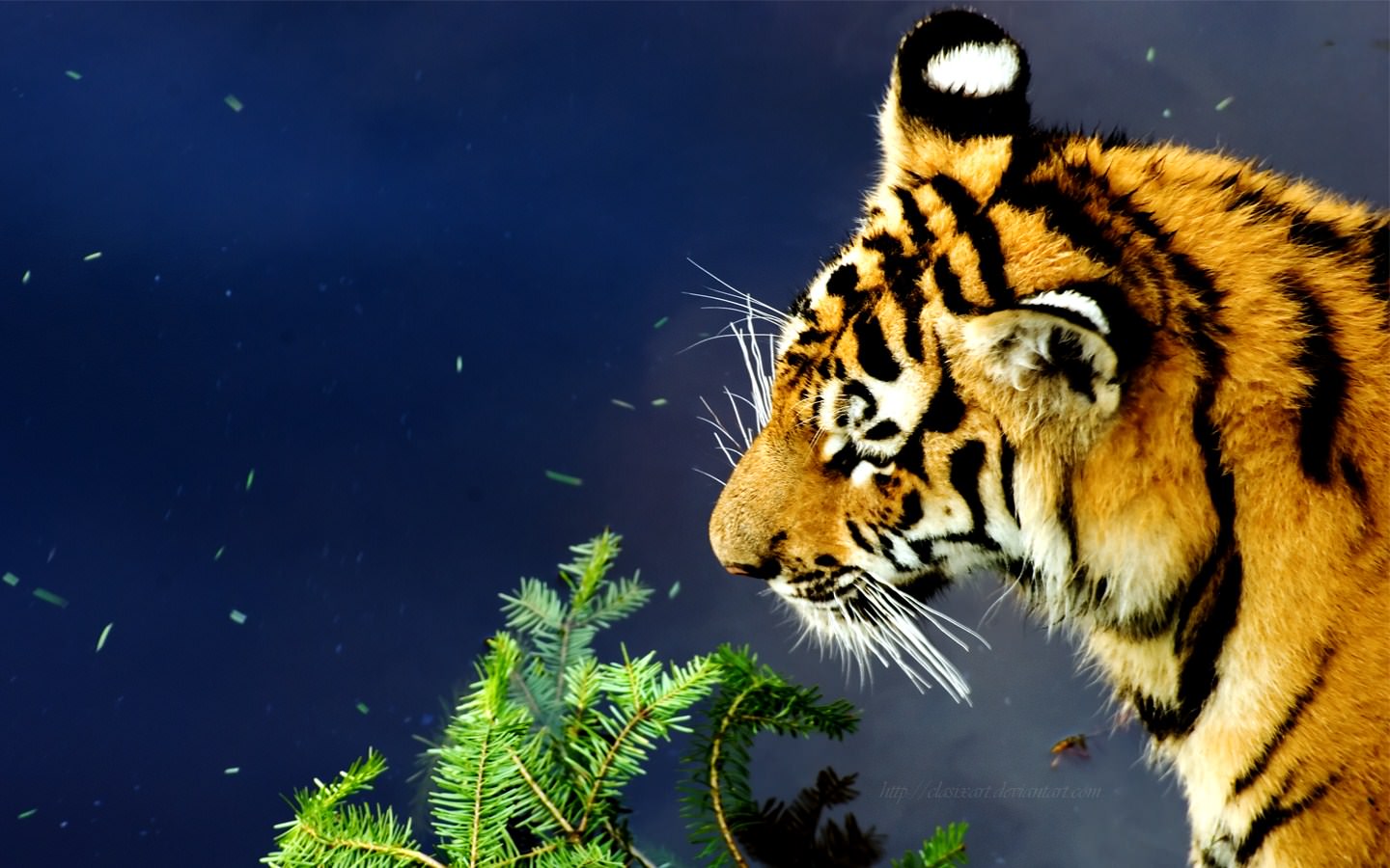 Tigres Sérénité Asiatique