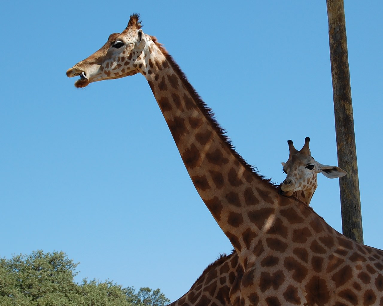 Girafes Girafes de la Barben