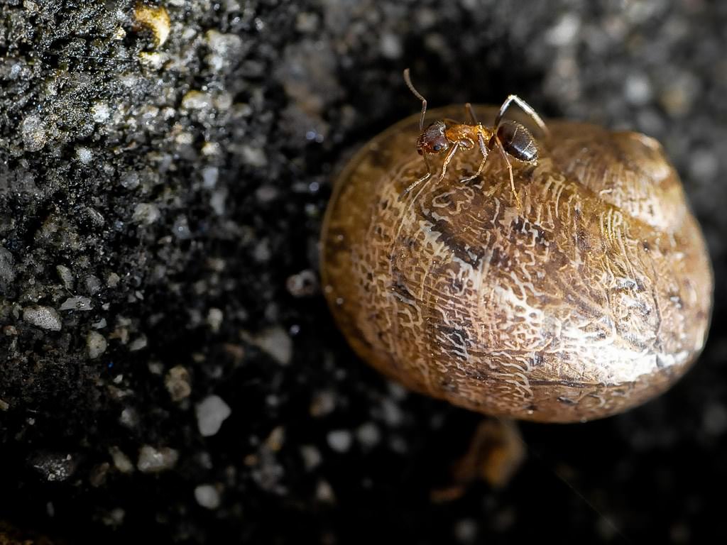 Fourmis Une fable : la fourmi et l'escargot