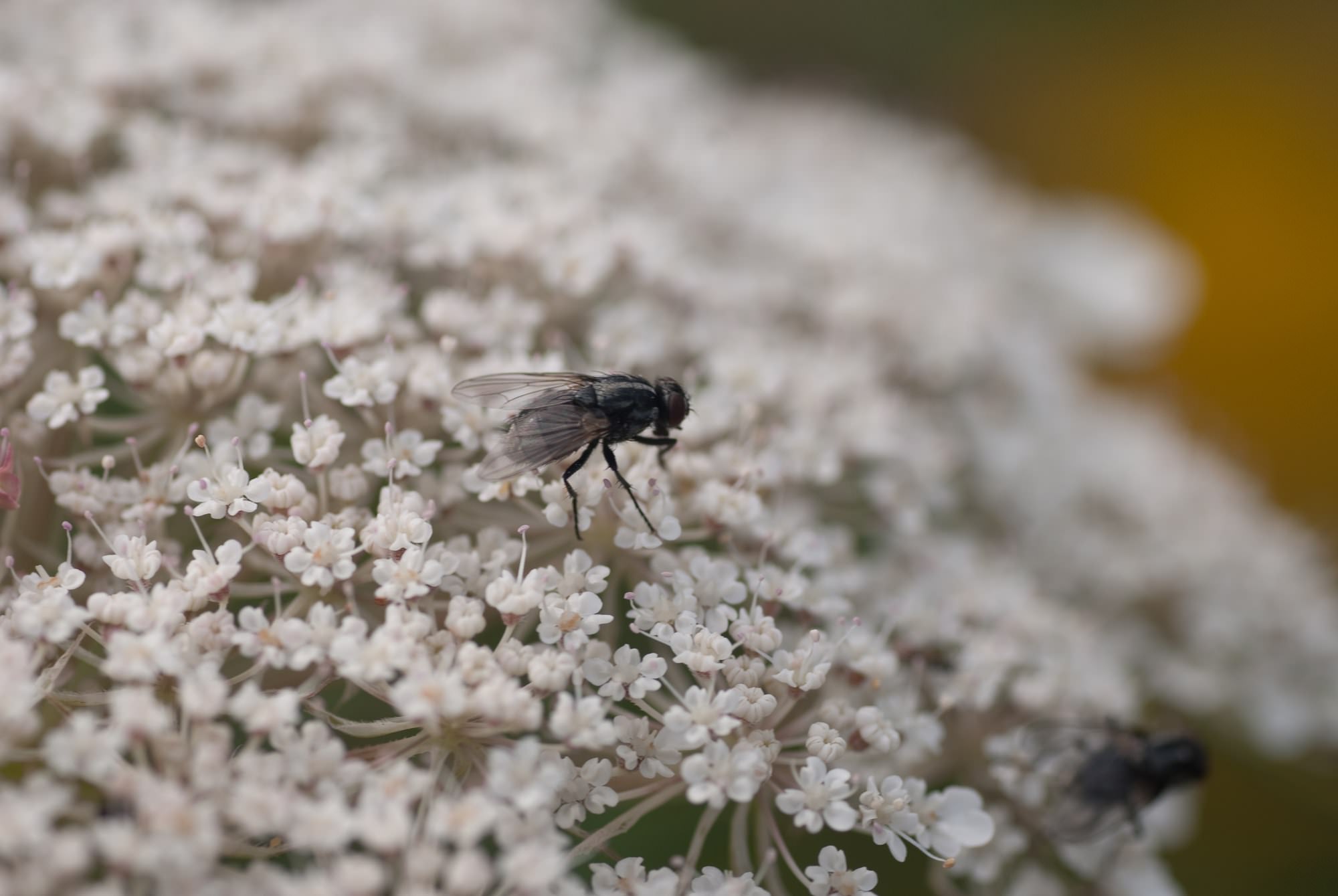 Mouches petite mouche perdue sur un groupe de fleurs blanc