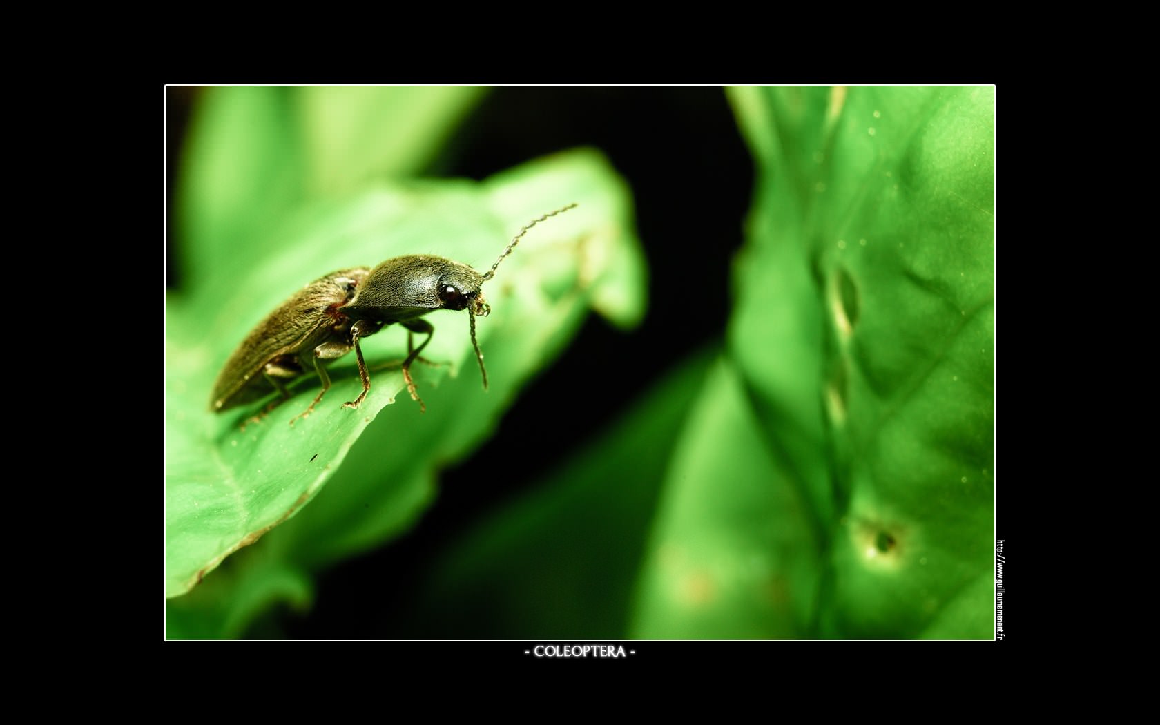 Scarabees Coleoptera