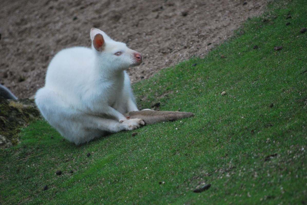 Kangourous Petit animal blanc