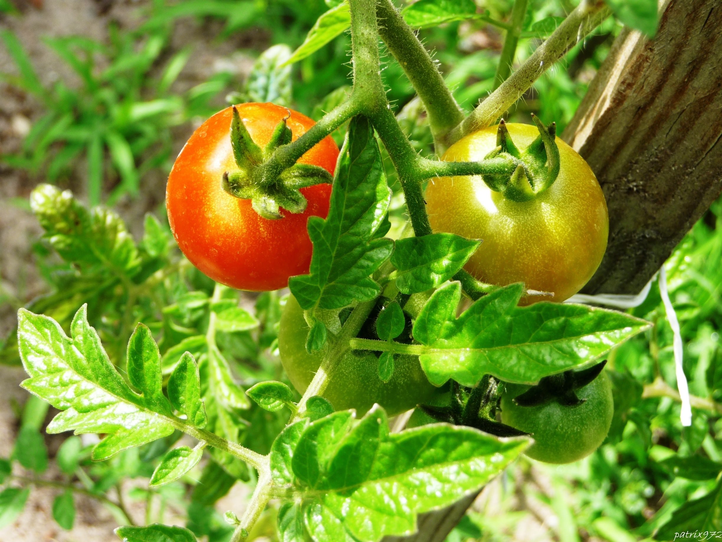 Legumes tomates du potager