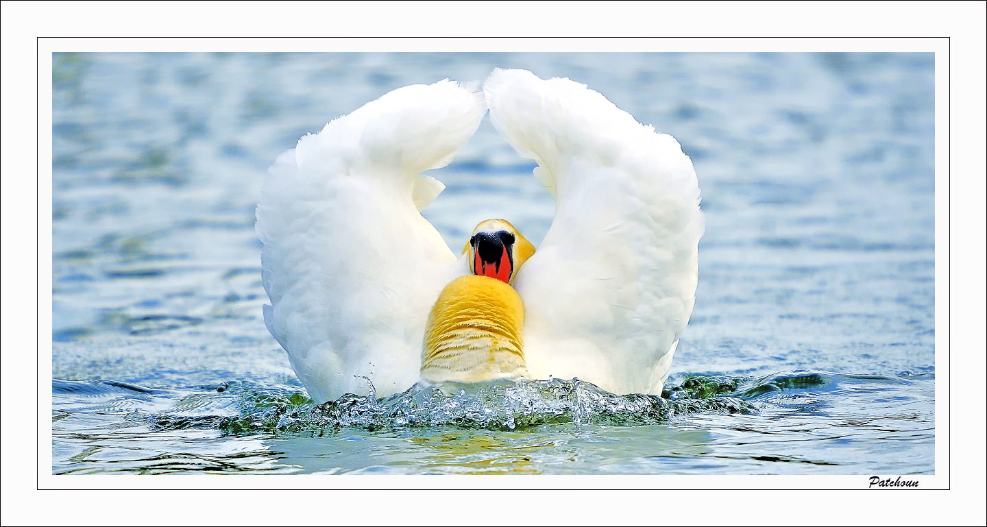 Cygnes Swan