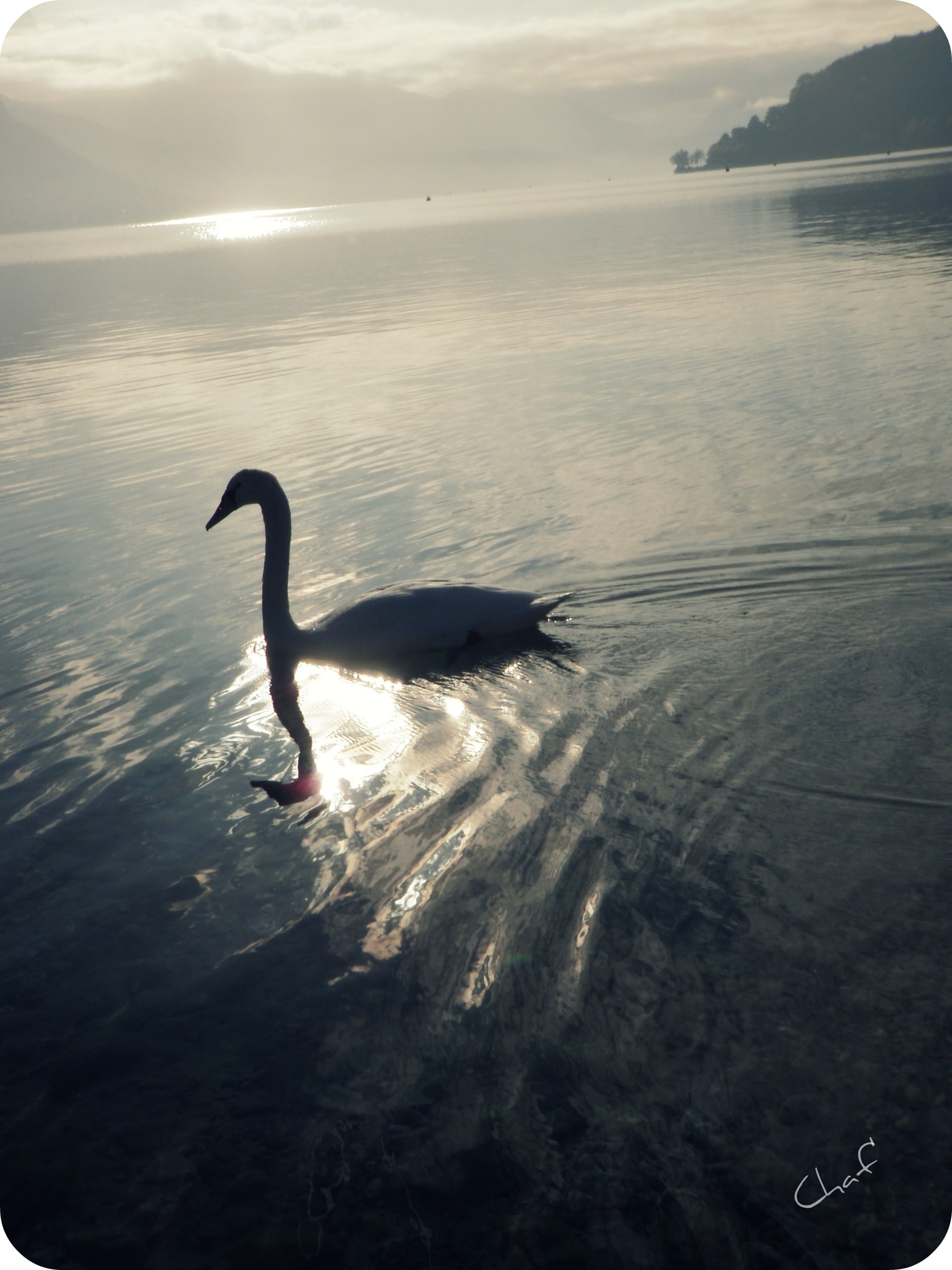 Cygnes Lac des cygne 