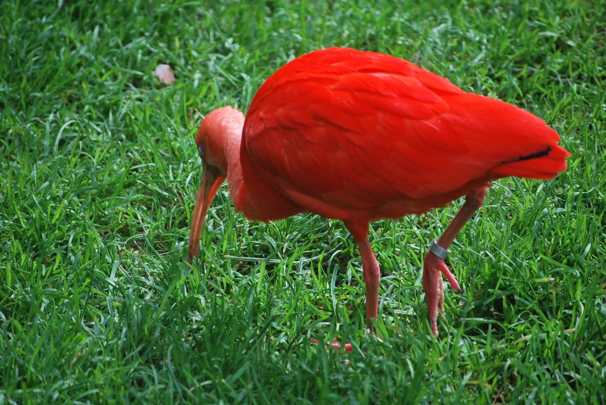 Ibis Ibis rouge