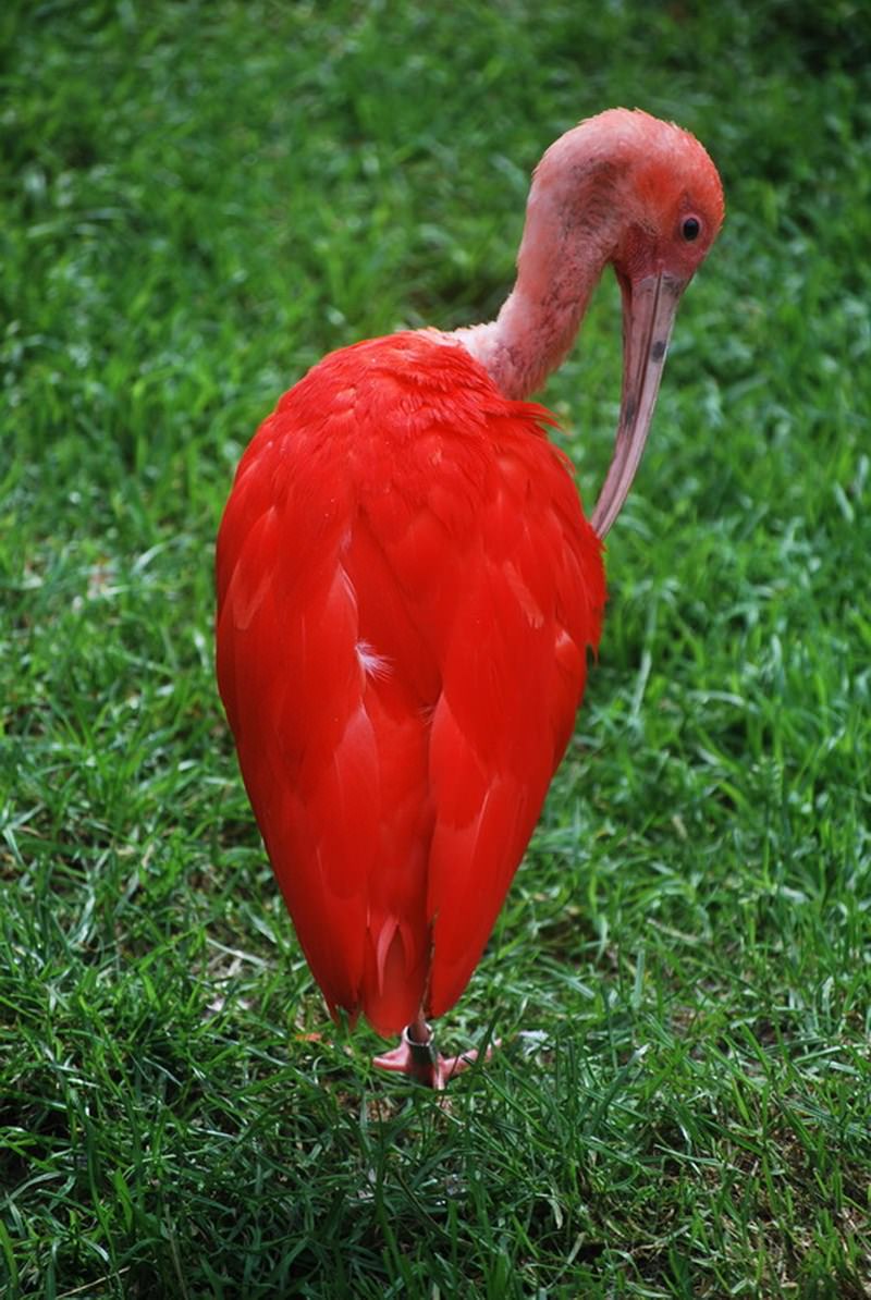 Ibis Ibis rouge