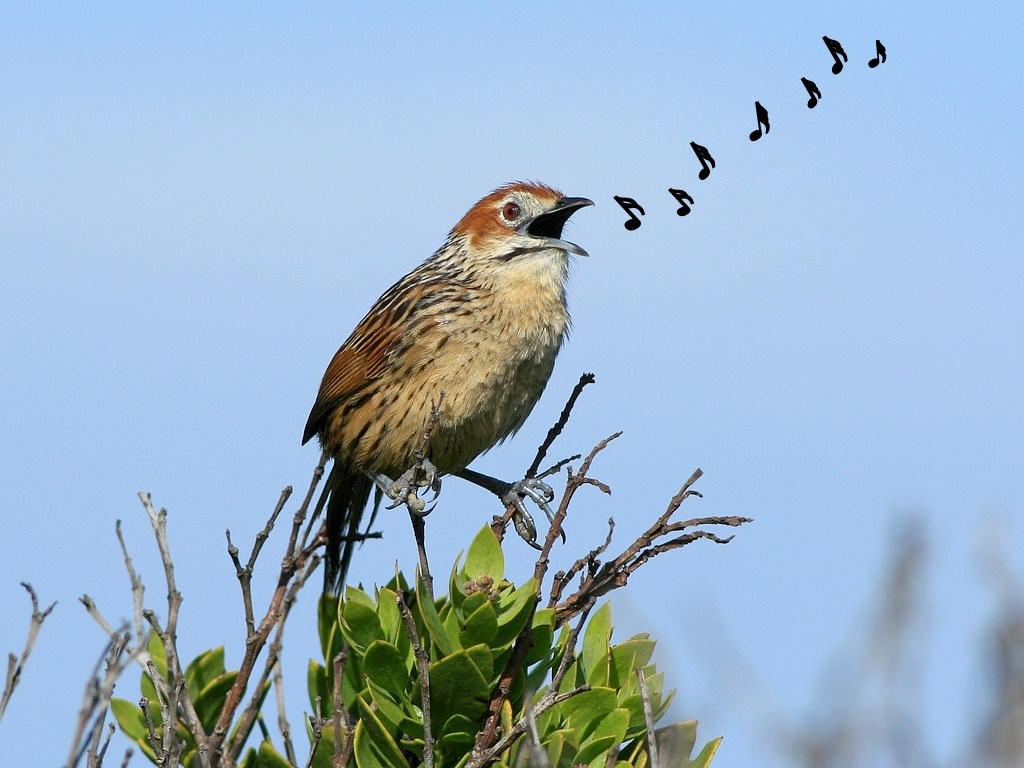 Passereaux Sphénoèque du Cap - Sphenoeacus afer - Cape Grassb