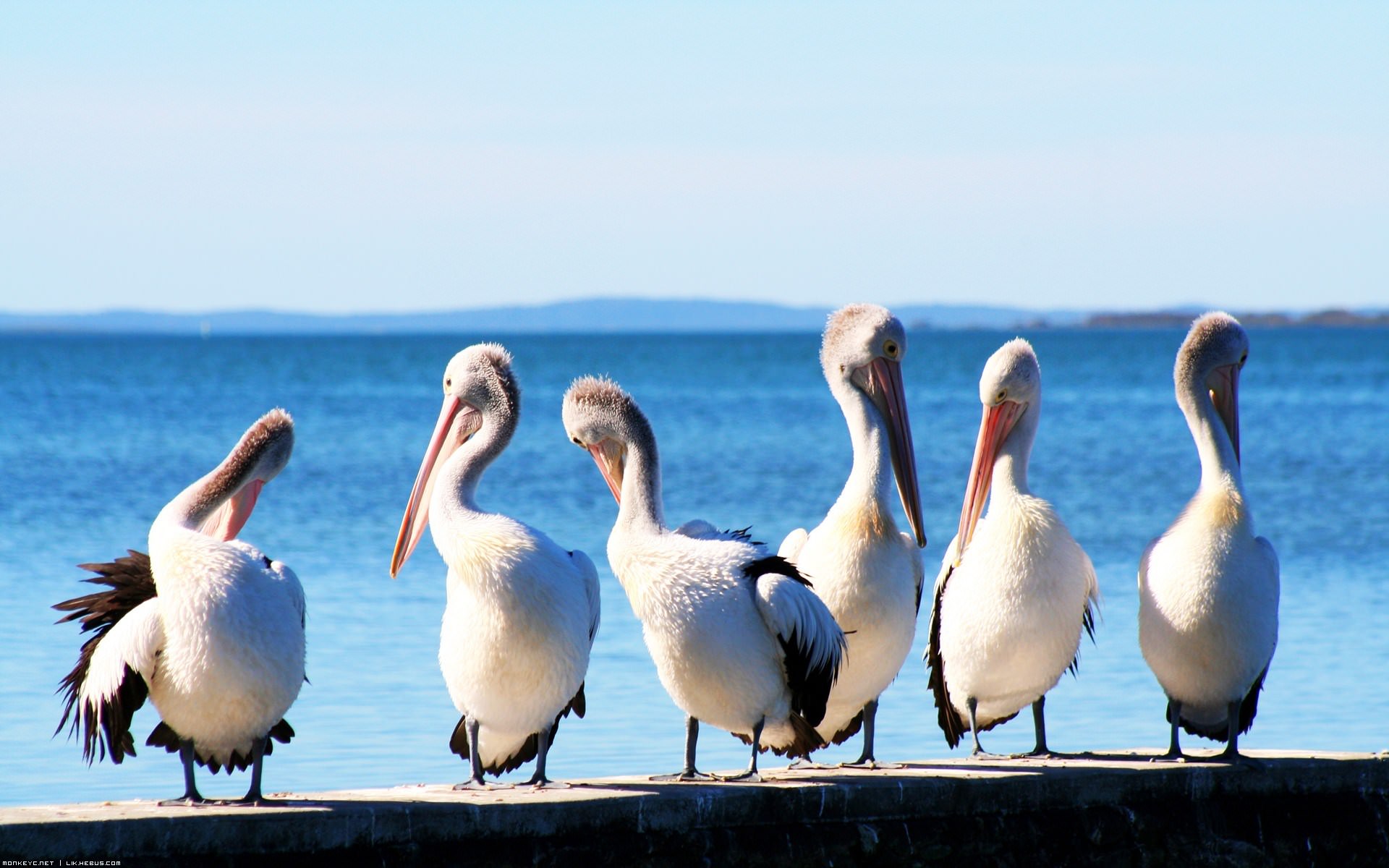 Oiseaux et Pelicans En rang !