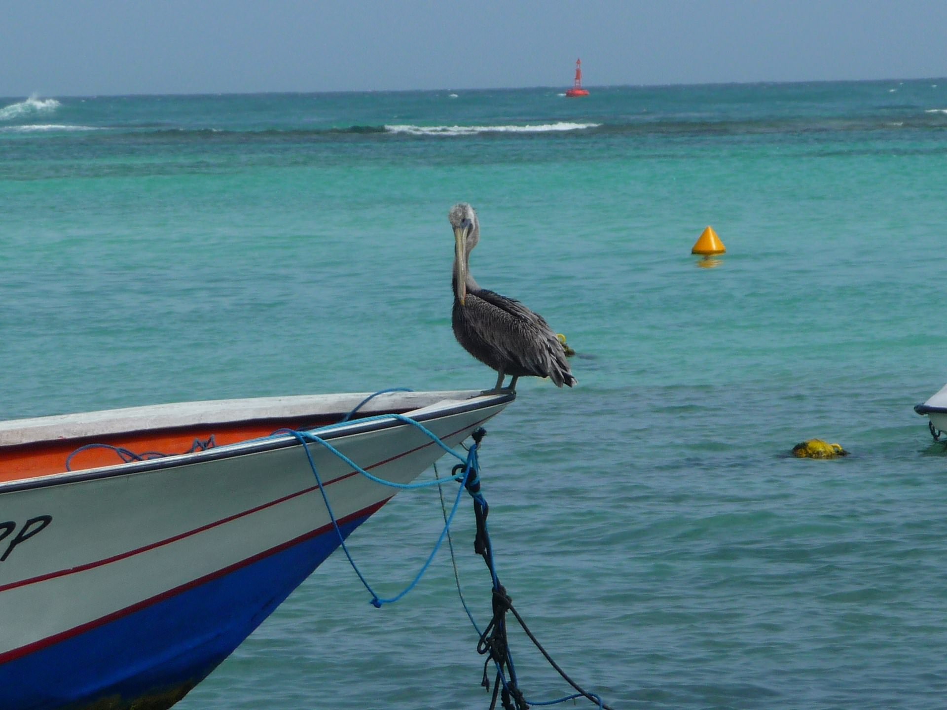 Oiseaux et Pelicans Pélican ( Guadeloupe )