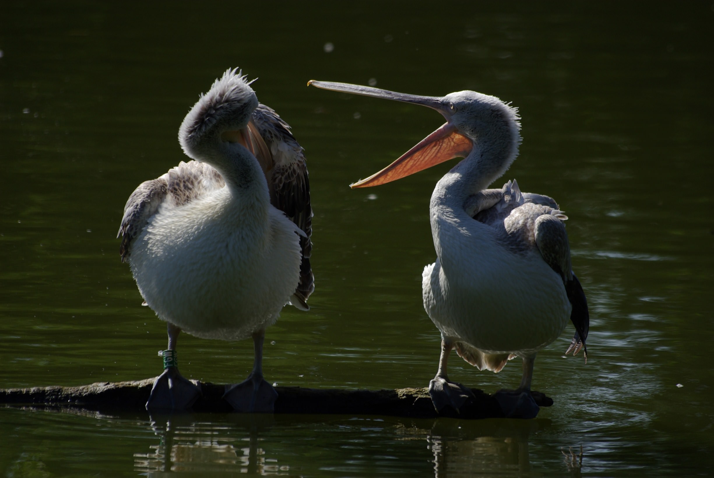 Oiseaux et Pelicans Problème de couple