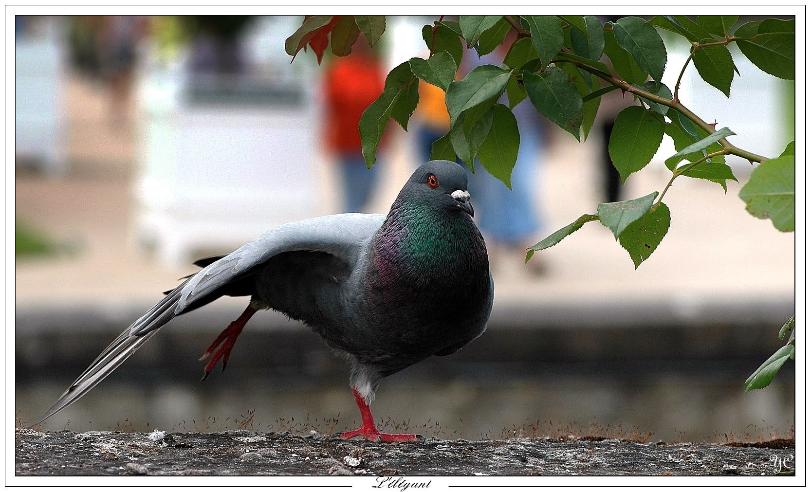 Pigeons et Tourterelles L'élégant