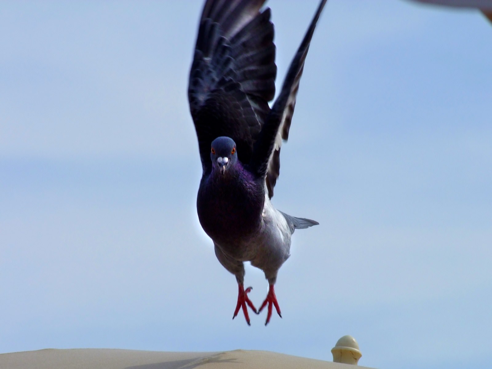 Pigeons et Tourterelles pigeon vole