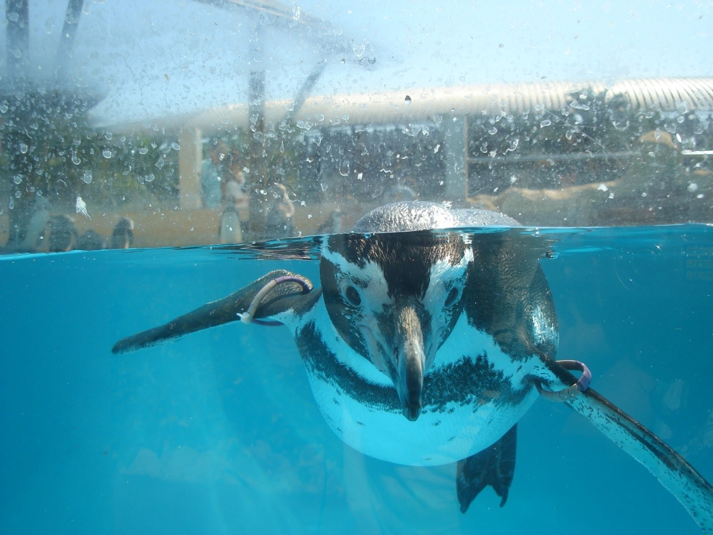 Pingouins pingoin à marineland