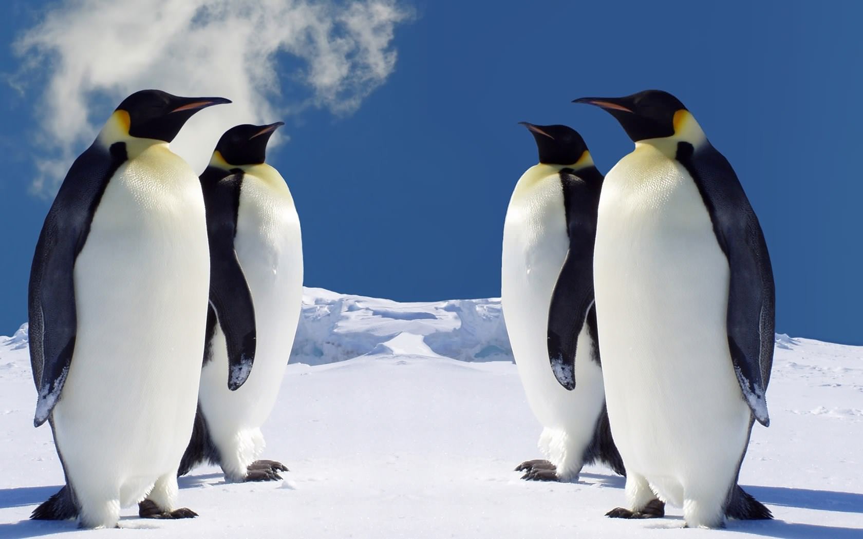 Pingouins 4 Emperor Penguins