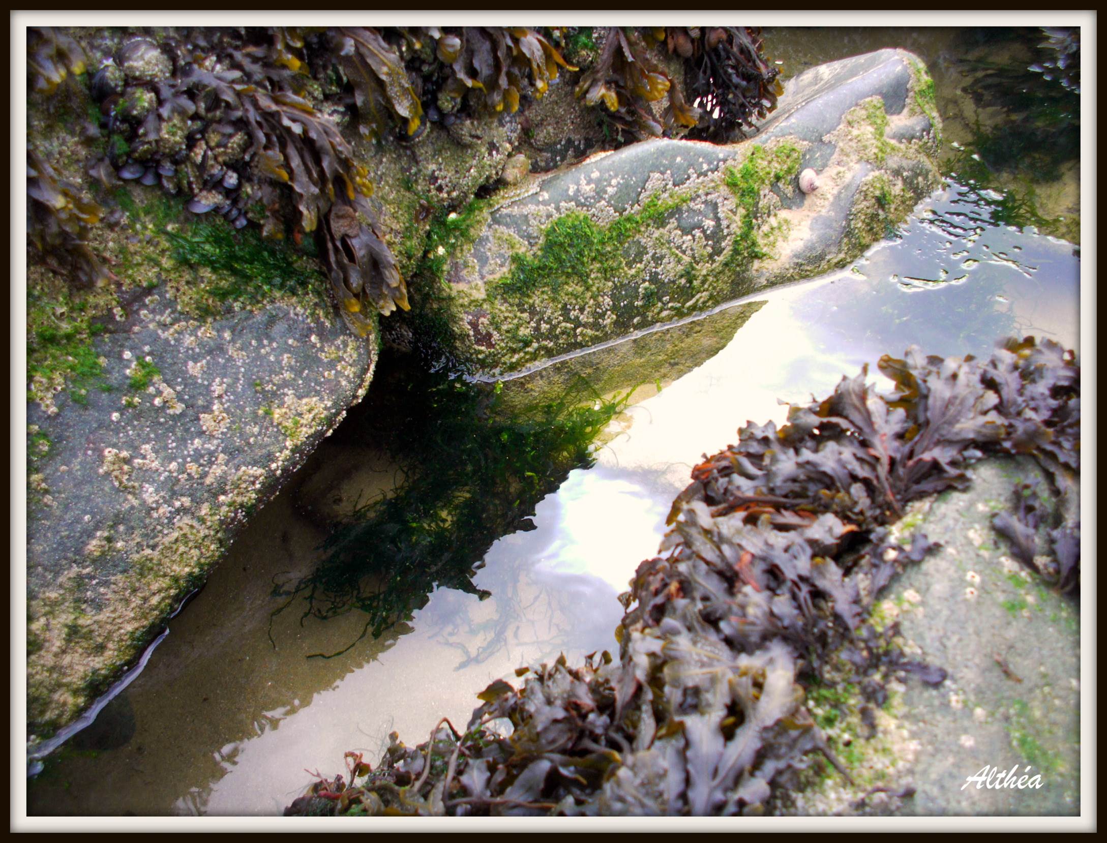Roches et Pierres et Sables algue sur rochers