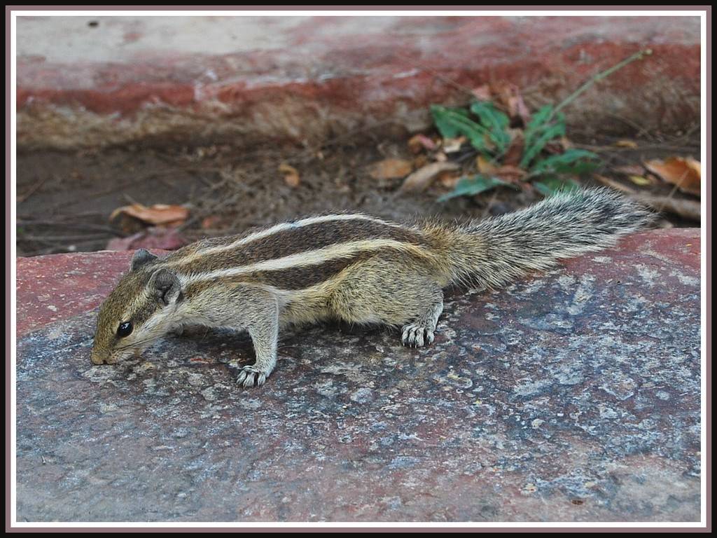 Ecureuils Ecureuil en Inde