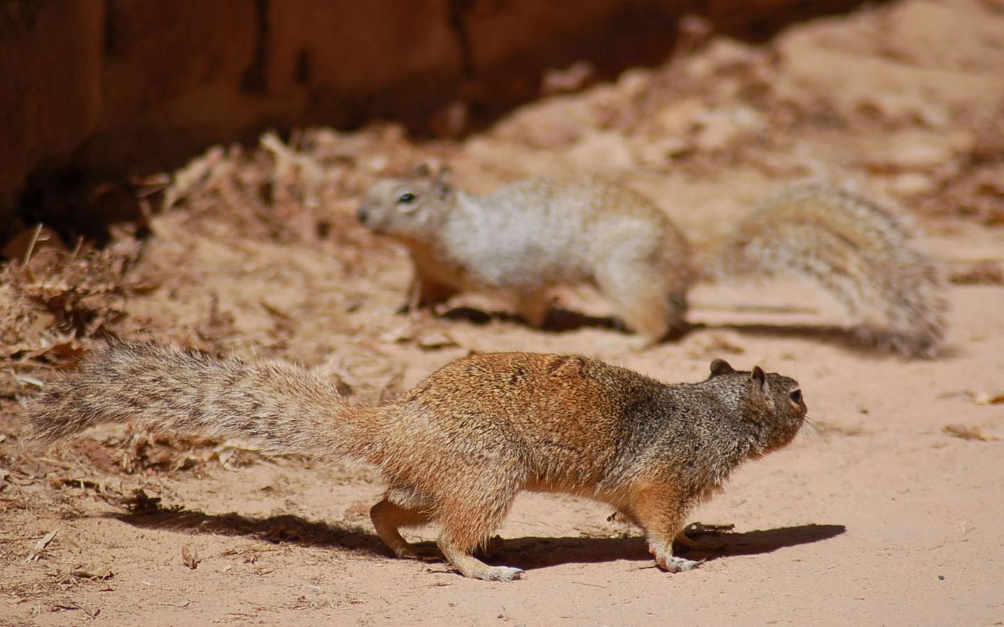 Ecureuils querelle avant la queue en panache